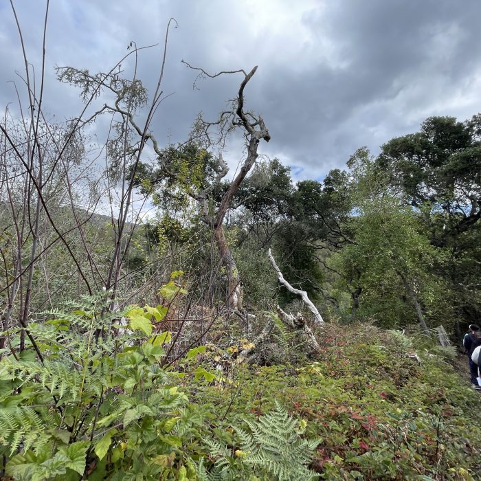 IMG_2680 - Kylani Palega