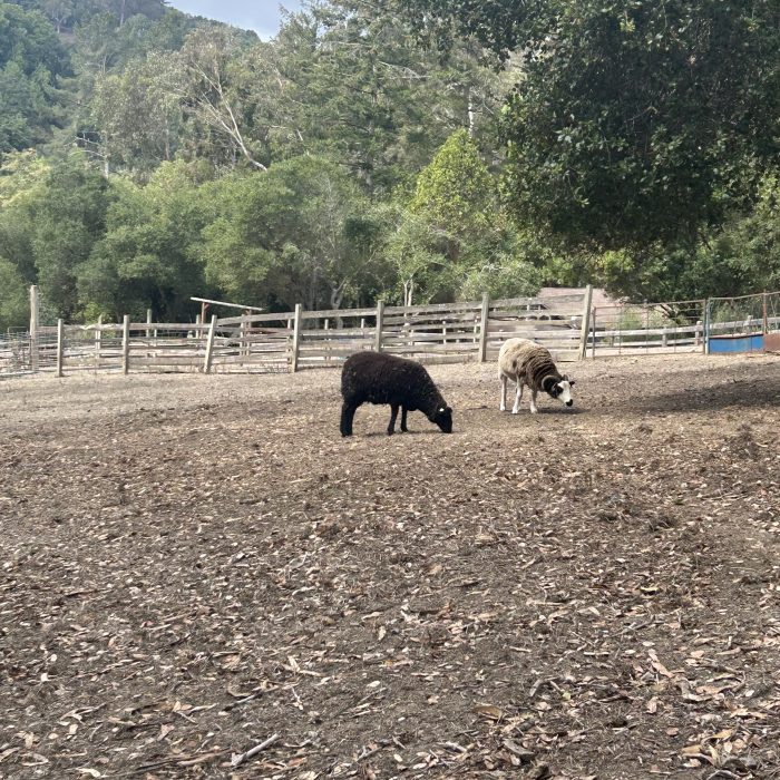 IMG_2688 - Amirah Mcwoodson